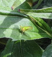 Stictocephala bisonia