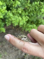 Neocicada hieroglyphica