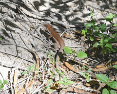 Pholidoscelis chrysolaemus