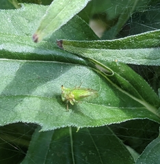 Stictocephala bisonia