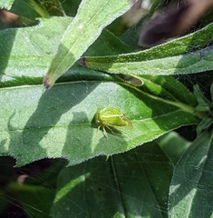 Stictocephala bisonia