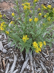 Senecio eremophilus