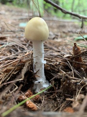 Amanita lavendula