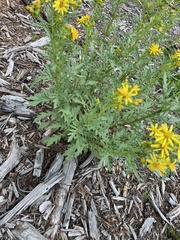 Senecio eremophilus