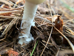 Amanita lavendula