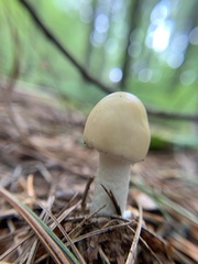 Amanita lavendula