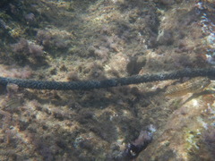Parablennius sanguinolentus