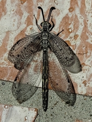 Brachynemurini