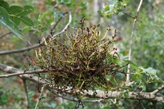 Aceria pistaciae