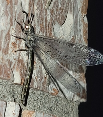 Brachynemurini