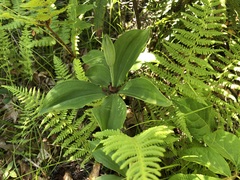 Isotria verticillata