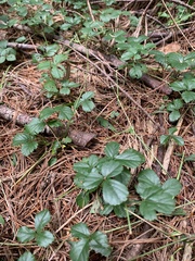 Rubus hispidus
