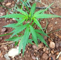 Cannabis sativa