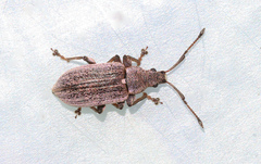 Phyllobius pyri