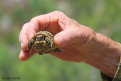 Stigmochelys pardalis