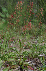 Rumex acetosella