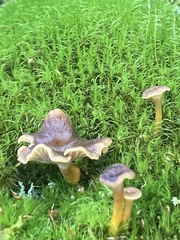 Craterellus