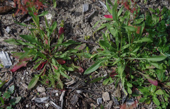 Rumex acetosella