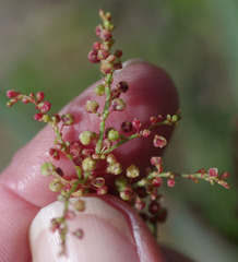 Rumex acetosella