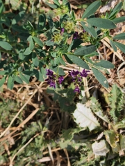 Medicago