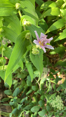 Tricyrtis formosana