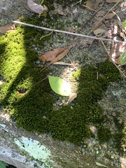 Atrichum altecristatum