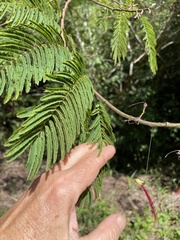 Calliandra houstoniana
