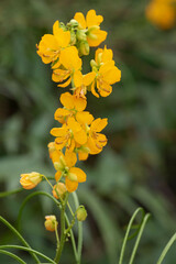 Senna hirsuta