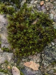 Atrichum altecristatum