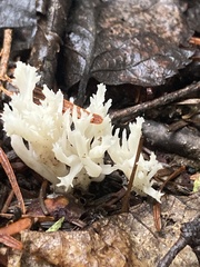 Clavulina coralloides