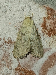 Grotella olivacea