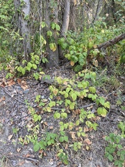 Toxicodendron rydbergii