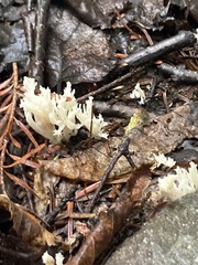 Clavulina coralloides