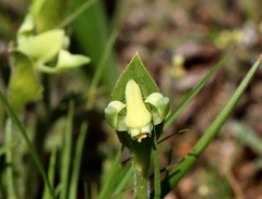 Disperis villosa