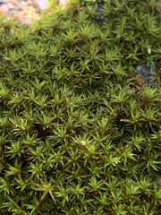 Atrichum altecristatum
