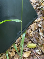 Hordelymus europaeus