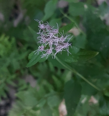 Eupatorium cannabinum