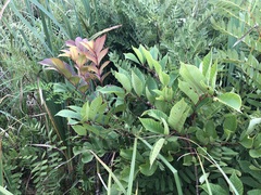 Toxicodendron vernix