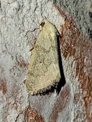 Grotella olivacea