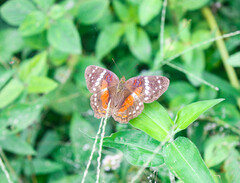 Anartia amathea