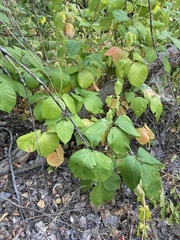 Toxicodendron rydbergii