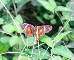 Anartia amathea