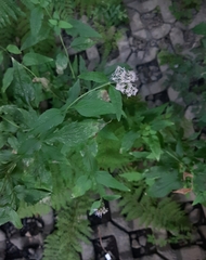 Eupatorium cannabinum