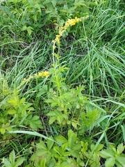 Agrimonia eupatoria