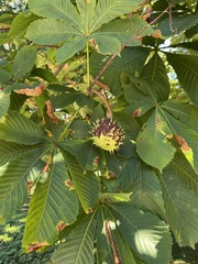Aesculus hippocastanum