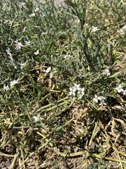 Cakile maritima
