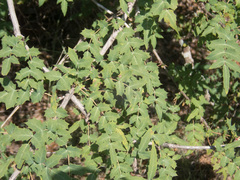 Berberis swaseyi