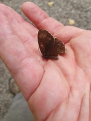 Aphantopus hyperantus