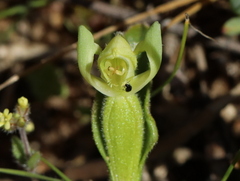Disperis villosa