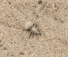 Dasymutilla sackenii